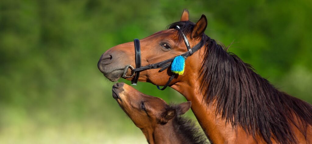 ay,Mare,And,Foal,Close,Up,Portrait,In,Motion