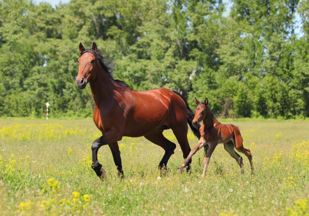 Mare,And,Foal,In,A,Pasture
