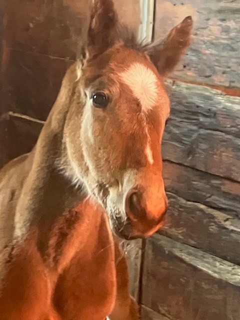 Rocky Road Son 1st Foal 2