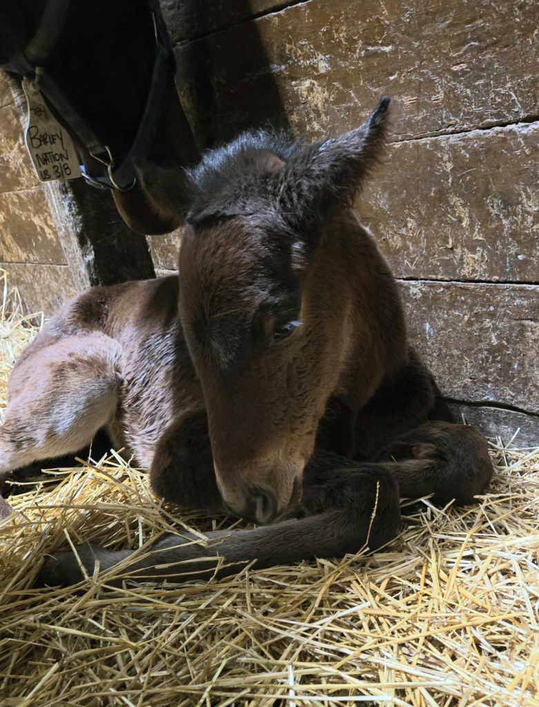 1A Carbine - Barley Nation 1 Filly RZD 1A Carbine - Barley Nation 1 Filly RZD