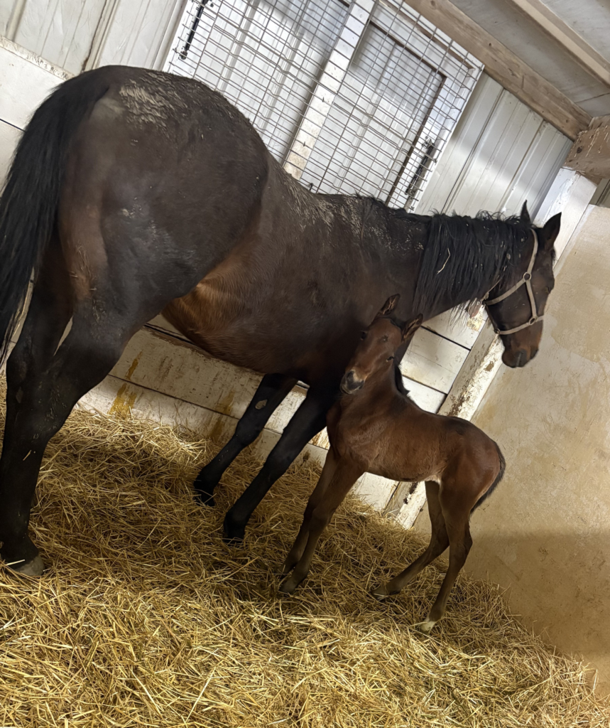 4 Carbine - Rockin Peggy Filly 4 RZD 4 Carbine - Rockin Peggy Filly 4 RZD