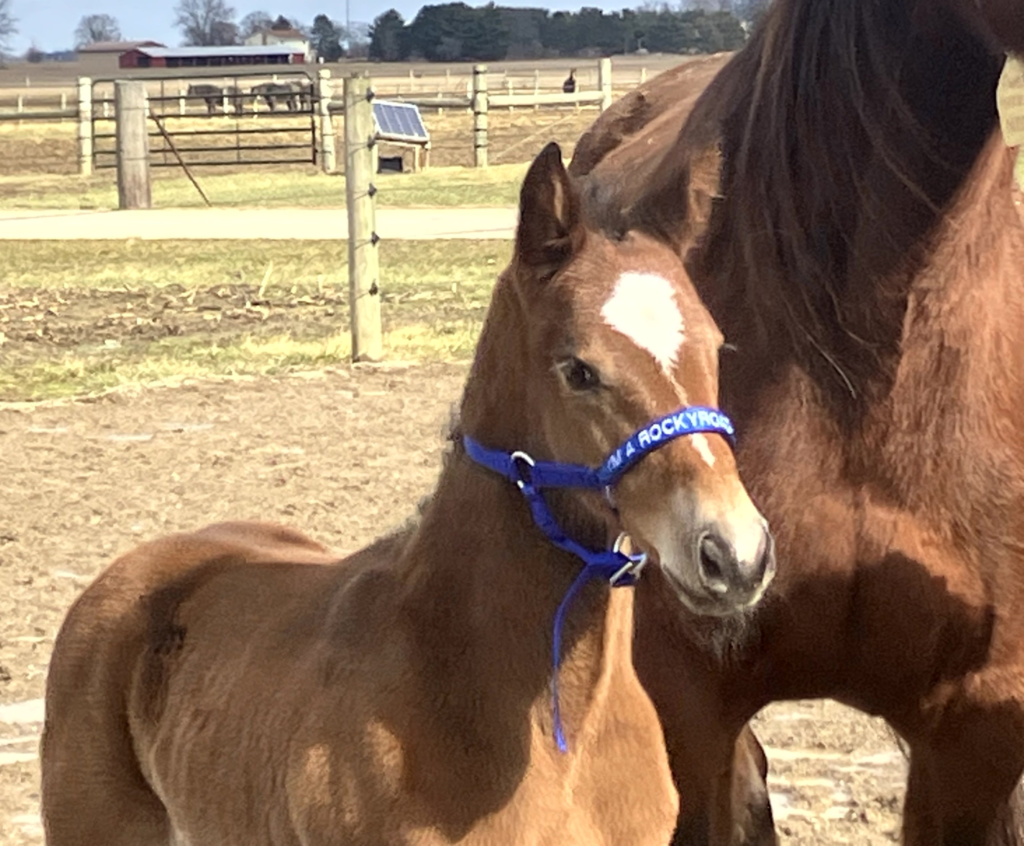 B1 Rocky - Sweet Sissy Lou 1 Colt RZD B1 Rocky - Sweet Sissy Lou 1 Colt RZD