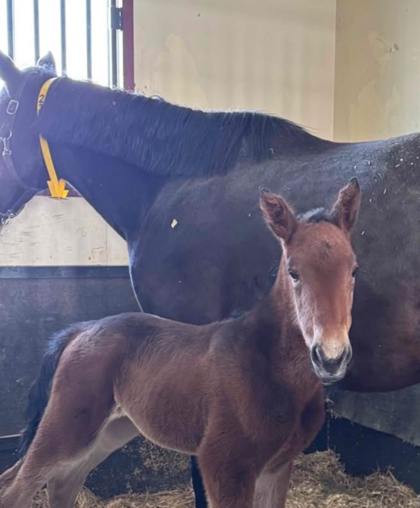 B2 Rocky - Allow Me Hanover 2 Filly CROP RZD B2 Rocky - Allow Me Hanover 2 Filly CROP RZD