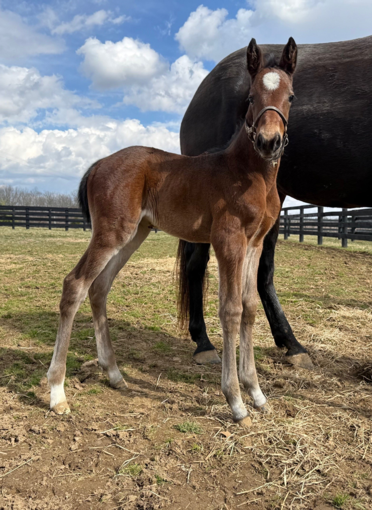 B3 Rocky - Something to Me 3 Filly CROP RZD B3 Rocky - Something to Me 3 Filly CROP RZD