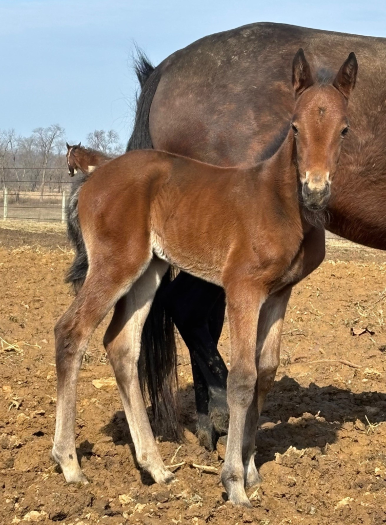 B4 Rocky - Oliveinmymartini 4 Filly CROP RZD B4 Rocky - Oliveinmymartini 4 Filly CROP RZD
