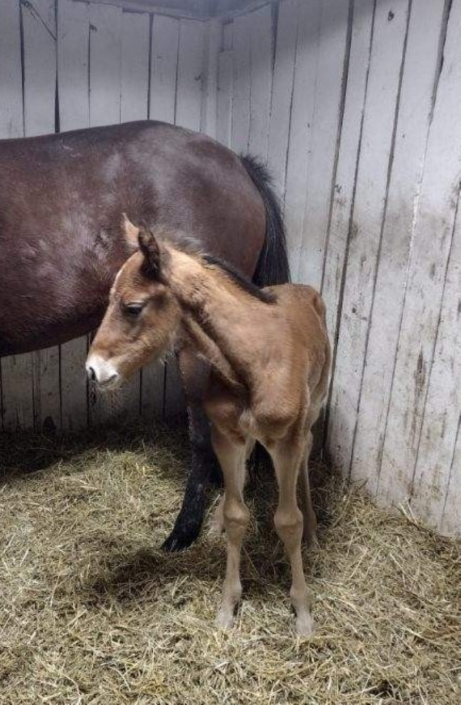 B6 Rocky - Odds On Derivative 6 Colt CROP RZD B6 Rocky - Odds On Derivative 6 Colt CROP RZD