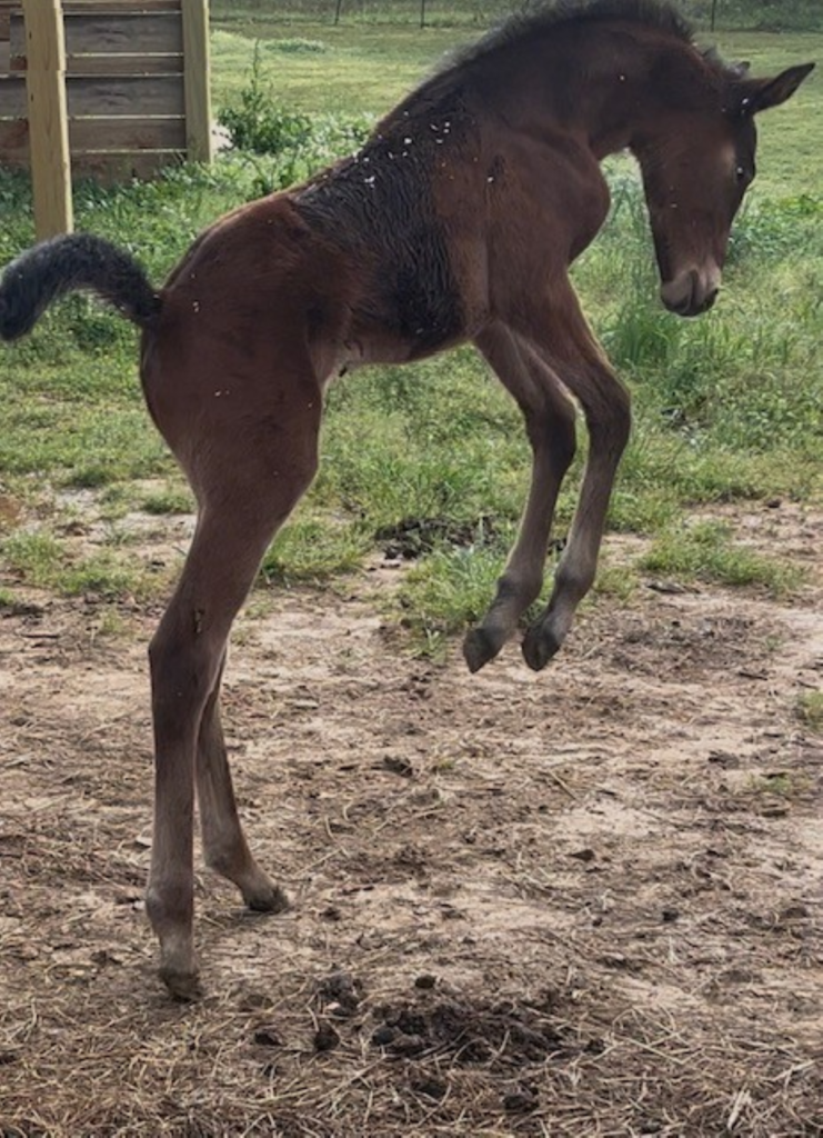 B7 Rocky - Philly Wellness Colt NEW B7 Rocky - Philly Wellness Colt NEW