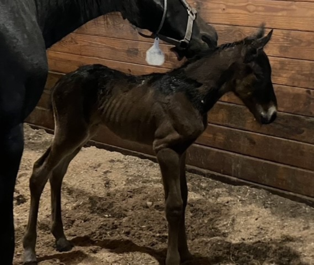 B8 Rocky - Profile Filly 8 RZD' B8 Rocky - Profile Filly 8 RZD'