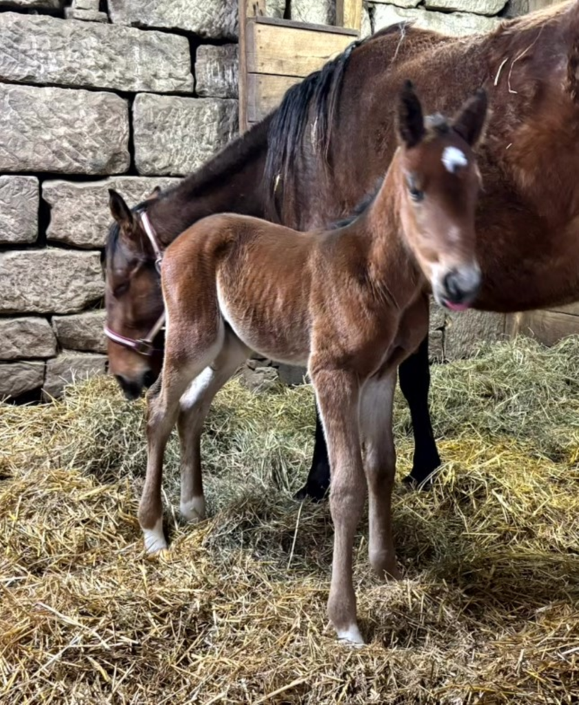B9 Rocky - Lacey 9 Colt CROP RZD B9 Rocky - Lacey 9 Colt CROP RZD