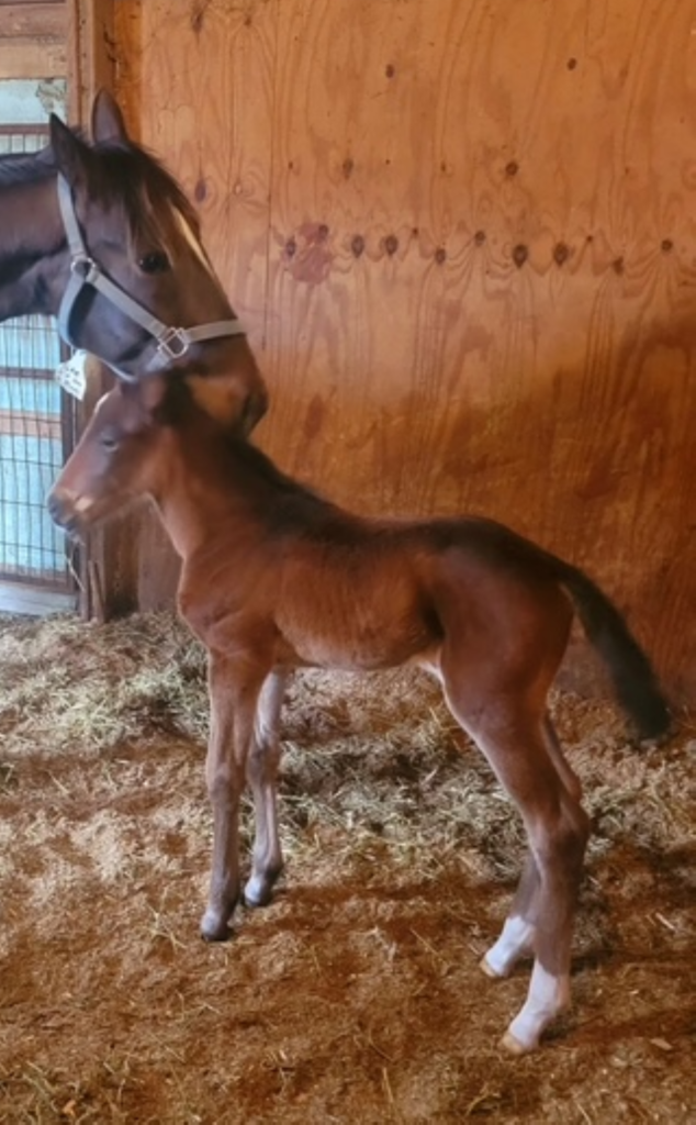 7A Carbine - Takeitontherun -Filly 7A Carbine - Takeitontherun -Filly