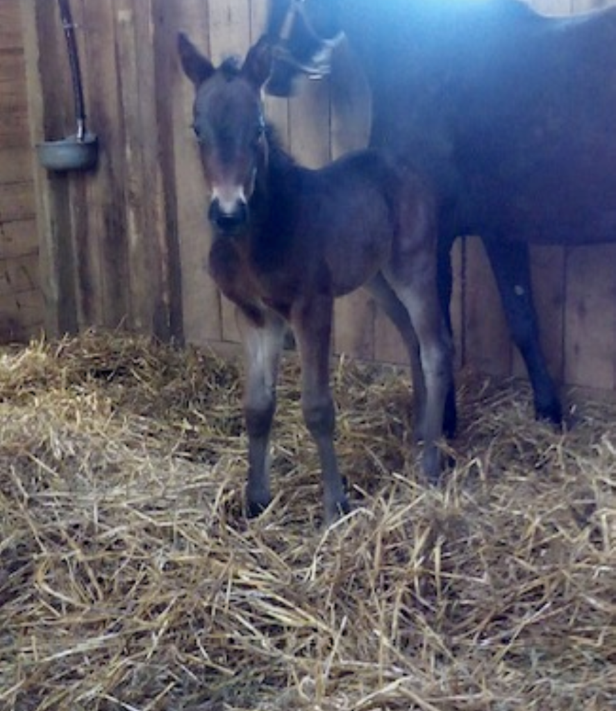 B13 Rocky - Play Lady Play - Filly CROP B13 Rocky - Play Lady Play - Filly CROP