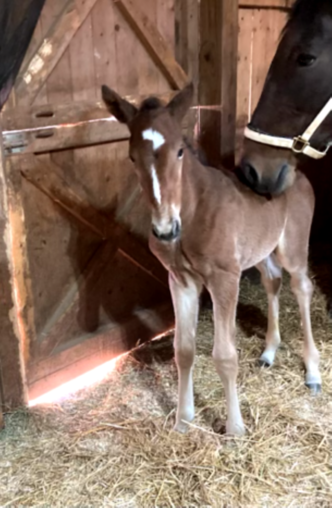 B15 Rocky - Ballard Bing - Filly B15 Rocky - Ballard Bing - Filly