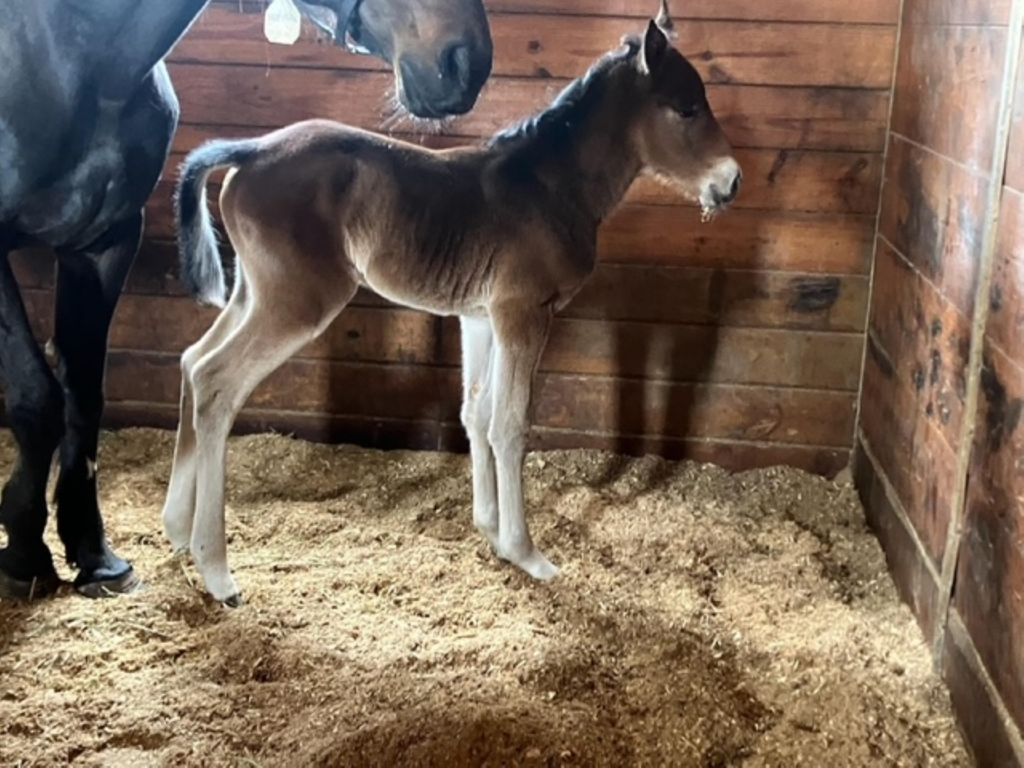 B16 Rocky - Noseitall - Filly B16 Rocky - Noseitall - Filly
