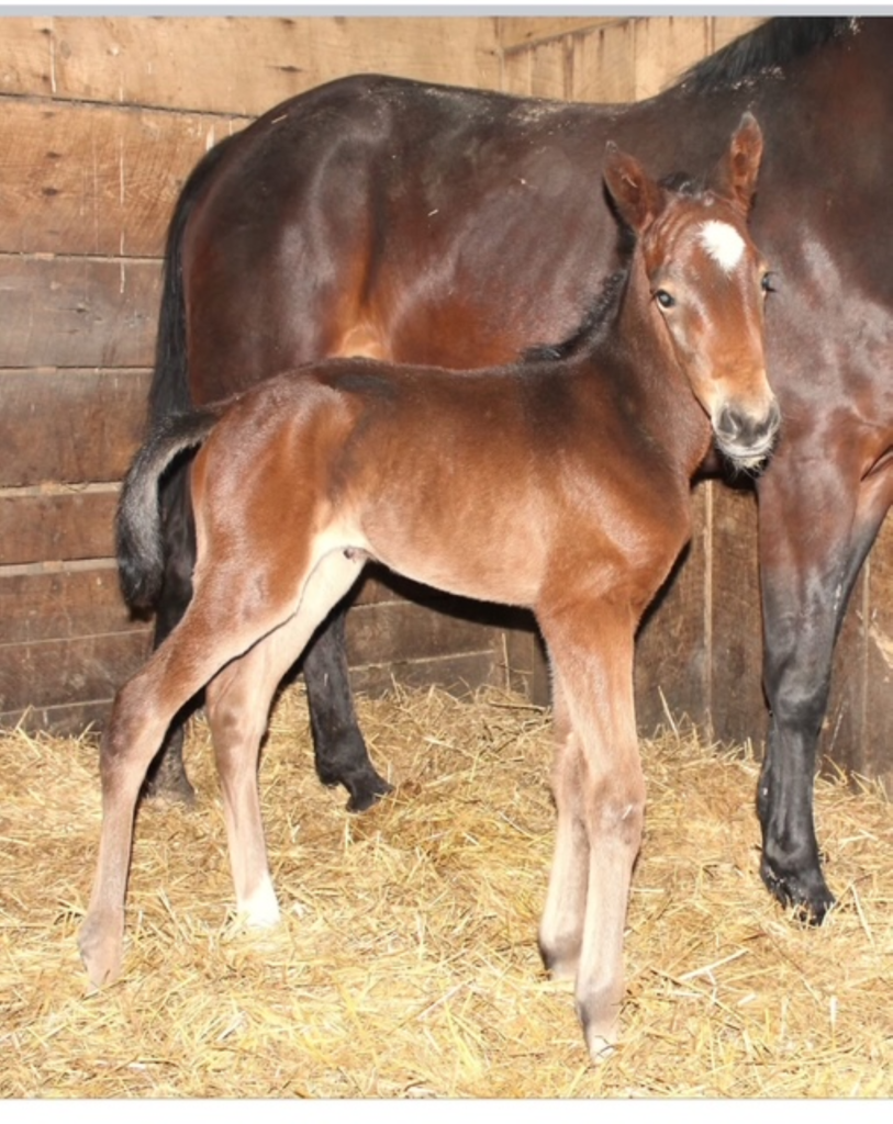 B17 Rocky - Keeping Tradition - Filly B17 Rocky - Keeping Tradition - Filly