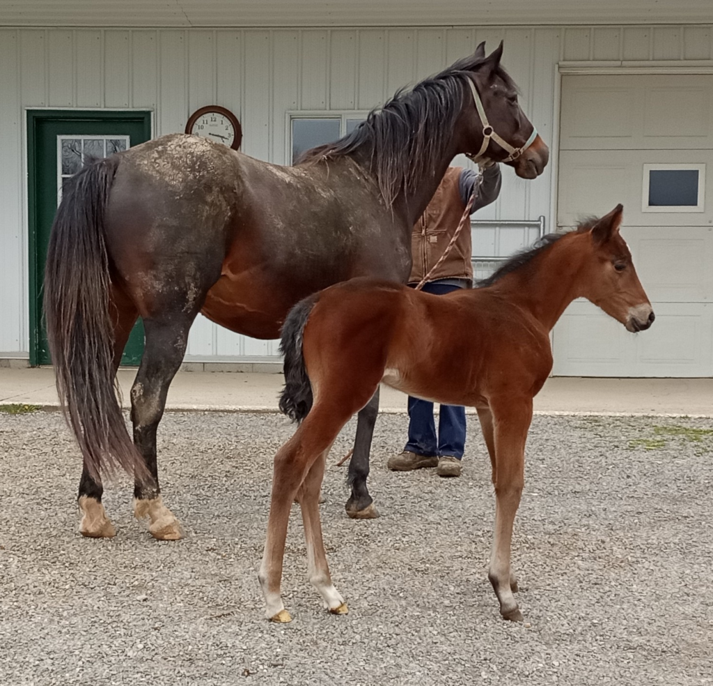 B18 Rocky - Bazooka Terror - Filly B18 Rocky - Bazooka Terror - Filly
