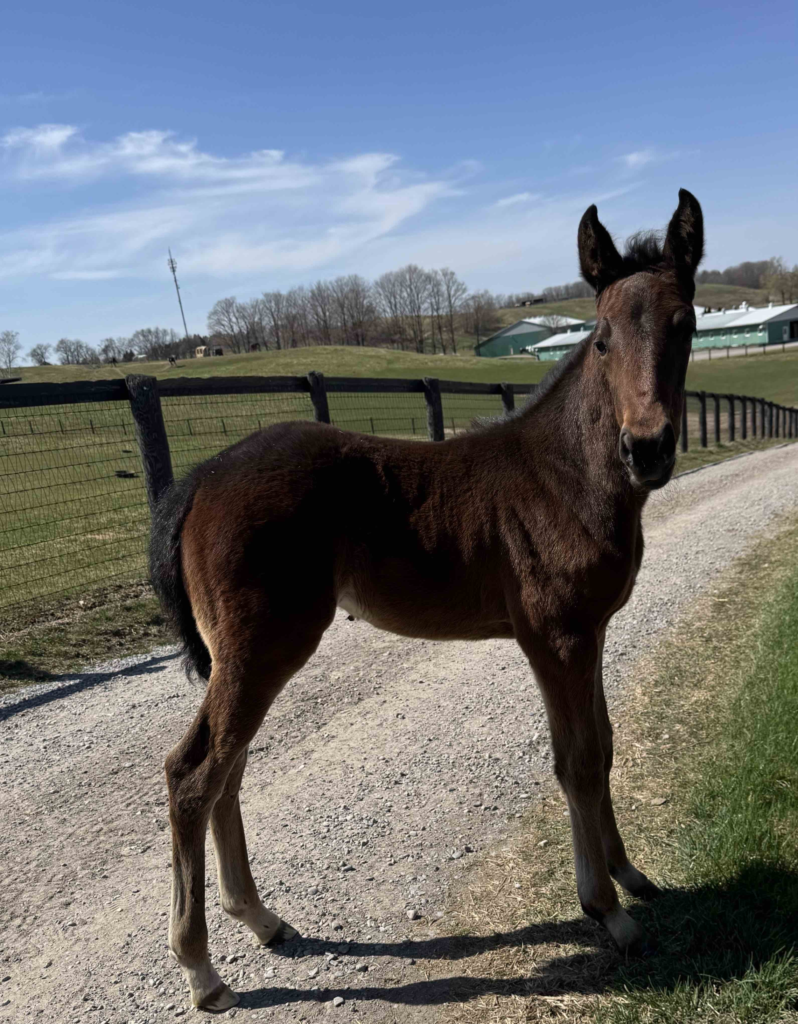 B19 Rocky - Sports Check - Filly B19 Rocky - Sports Check - Filly
