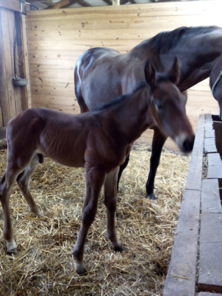 B20 Rocky - Shadowonthebeach - Colt B20 Rocky - Shadowonthebeach - Colt