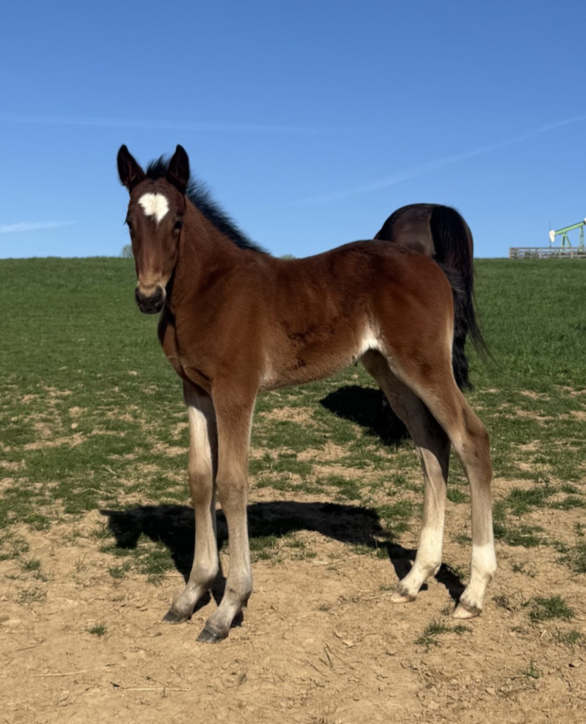 B11 Rocky - Picked by An Angel 11 Filly New Pic 5-1-25 B11 Rocky - Picked by An Angel 11 Filly New Pic 5-1-25