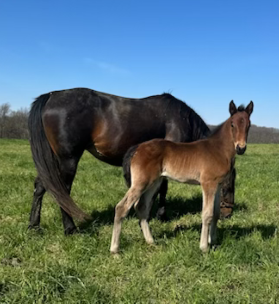 B12 Rocky - Wildfire Princess - Filly NEW 5-6-25 B12 Rocky - Wildfire Princess - Filly NEW 5-6-25