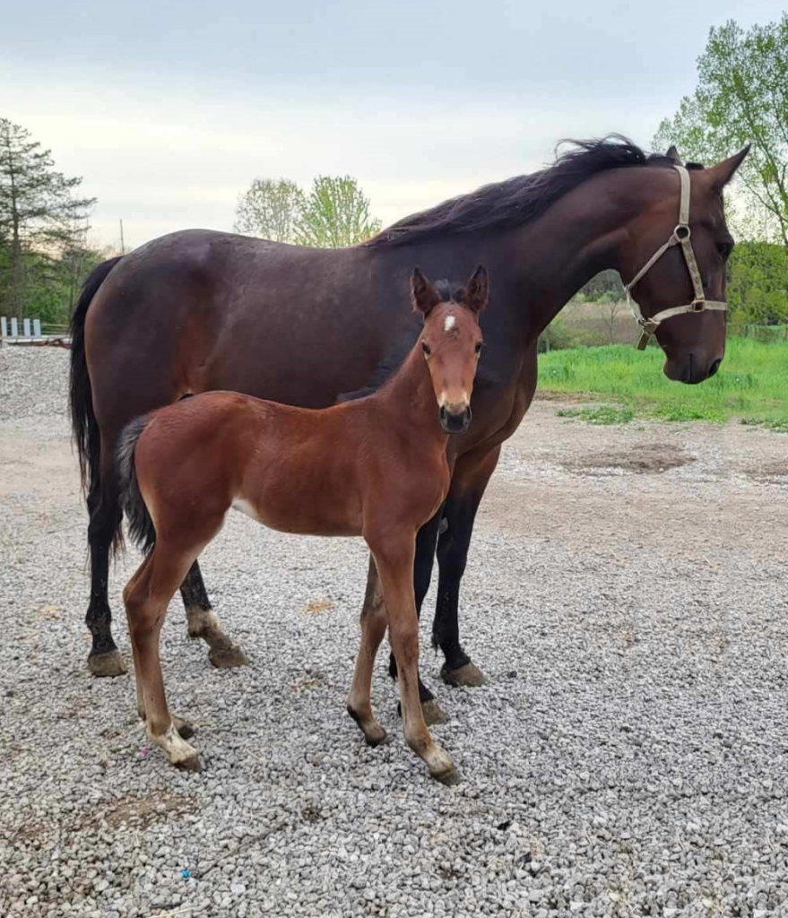 B15 Rocky - Maddigal - Filly RVSD B15 Rocky - Maddigal - Filly RVSD