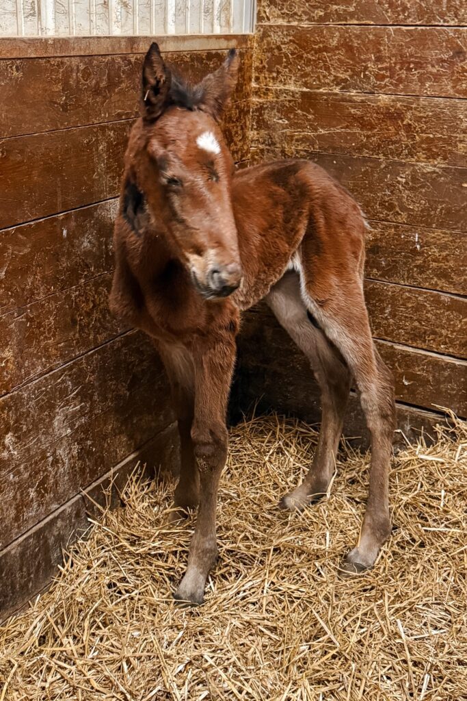 Carbine-ArtisticMadison-Filly1