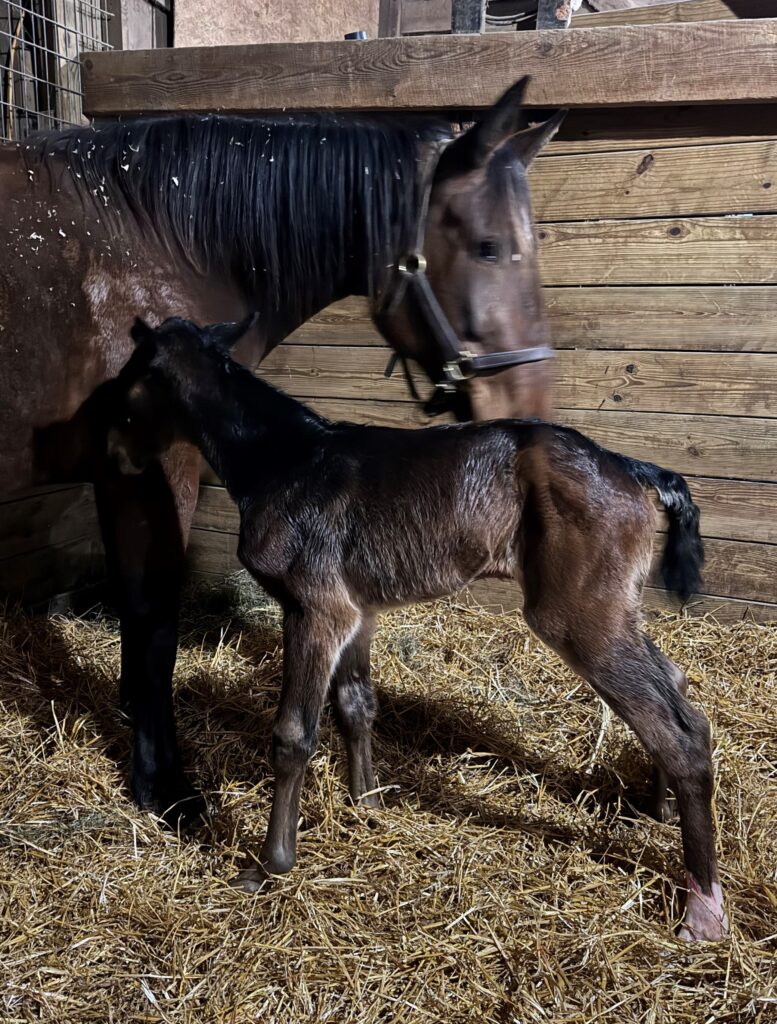 ItsAcademic-Imextraspecial-Filly2