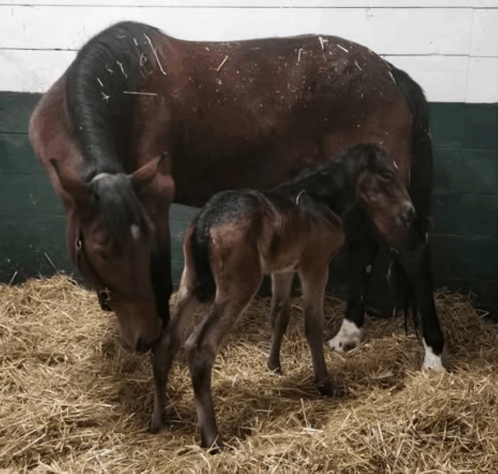 ItsAcademic-ResoluteLady-Filly4