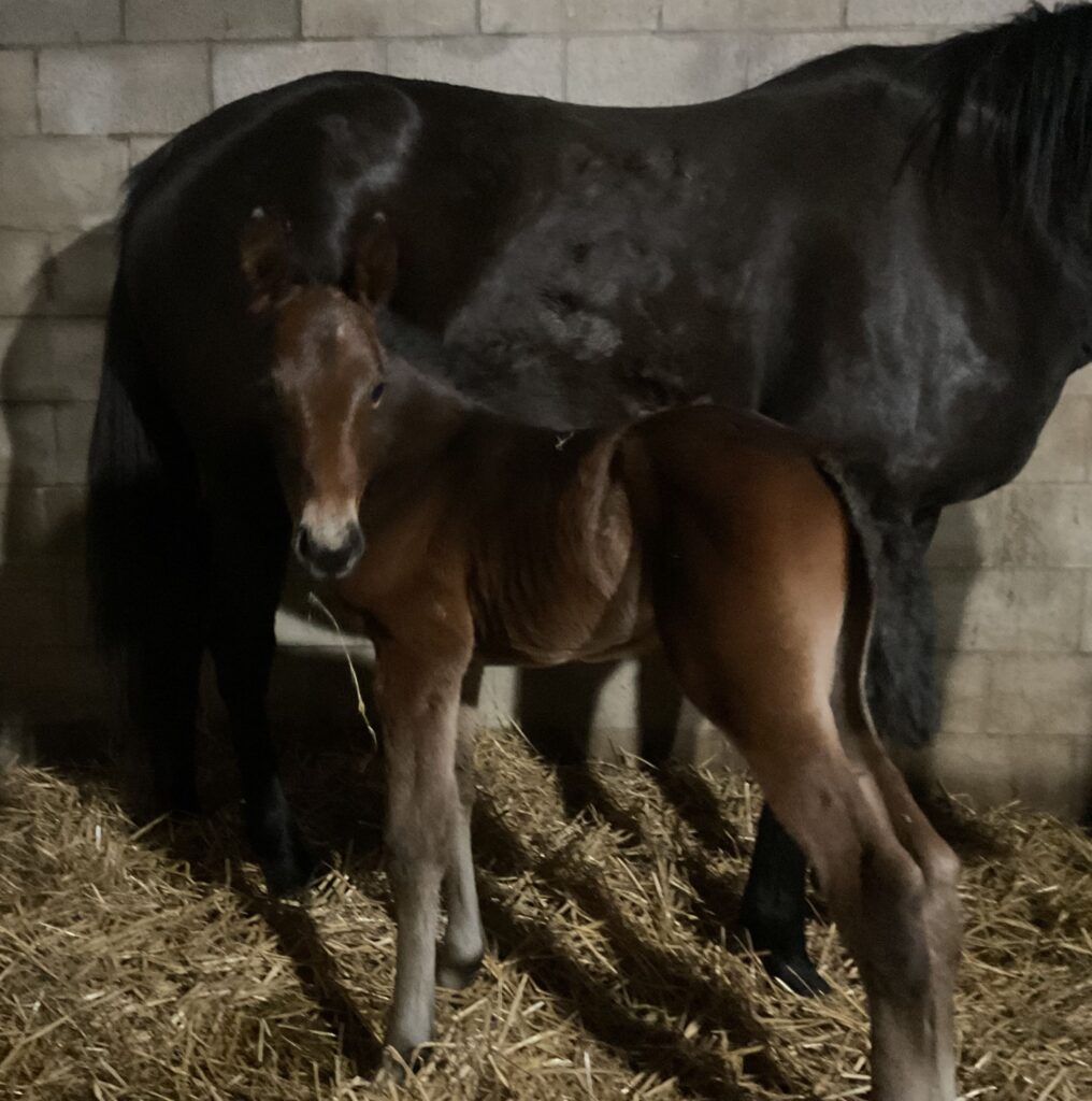 Rocky - Herestojessica - Filly
