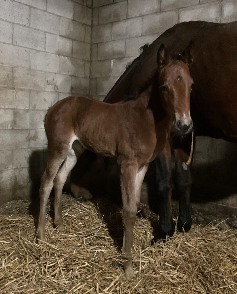 Rocky - Paris Rose - Filly