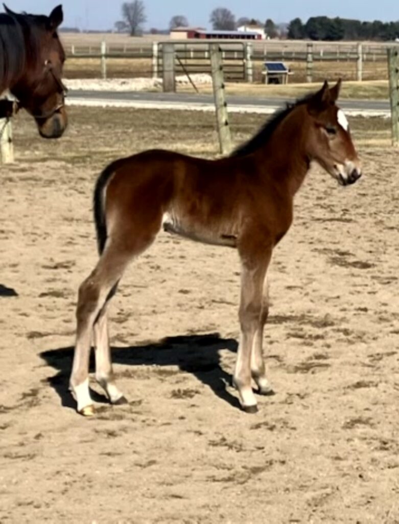 Rocky-Sugaronthebeach-Filly3