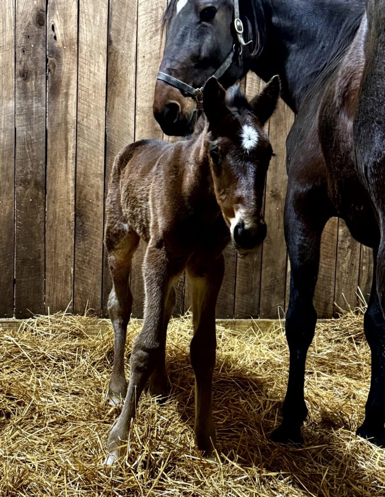 Rocky - Upsell Hanover - Colt