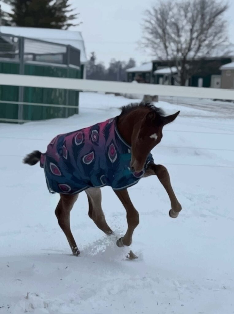 Rocky_SteffiHanover_Filly3