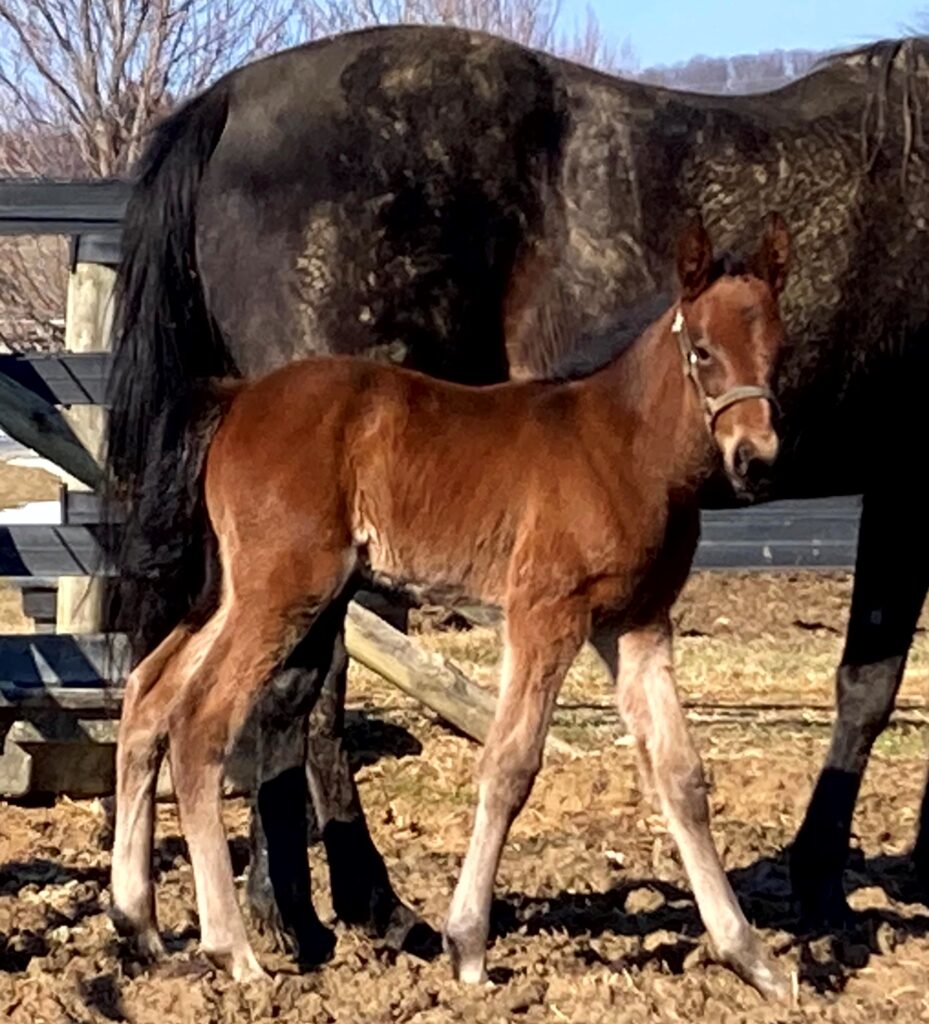 Sig-FashionSpooner-Filly