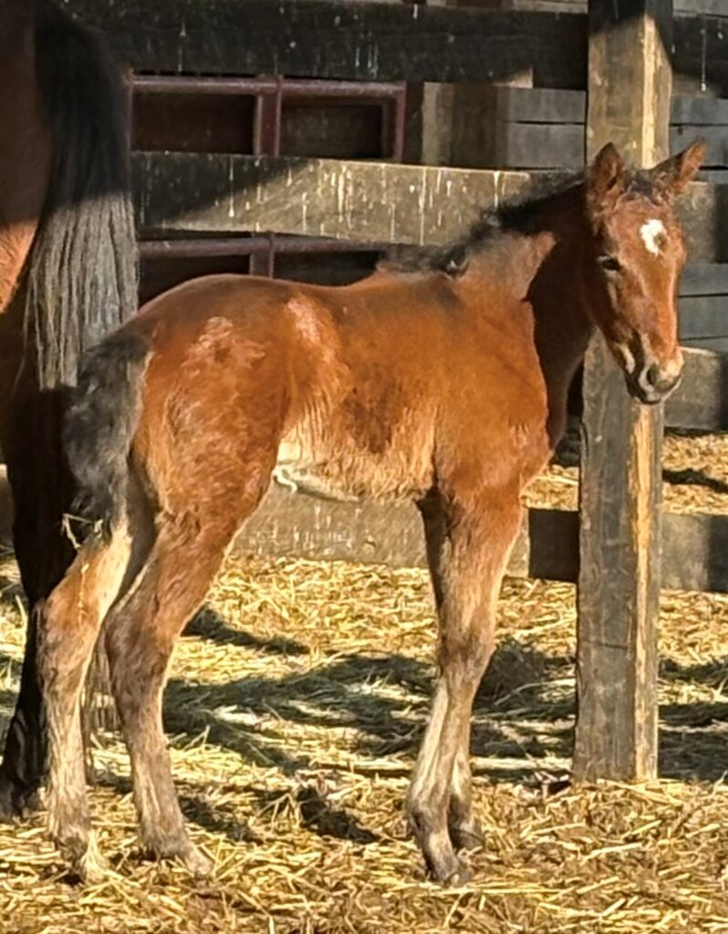 Sig-Khaleesies Girl-Filly
