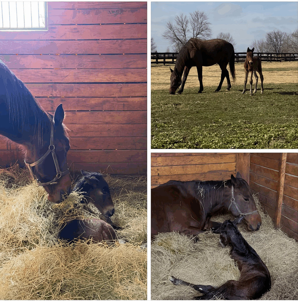 Sig Sauer-AleppoPineS-Filly2