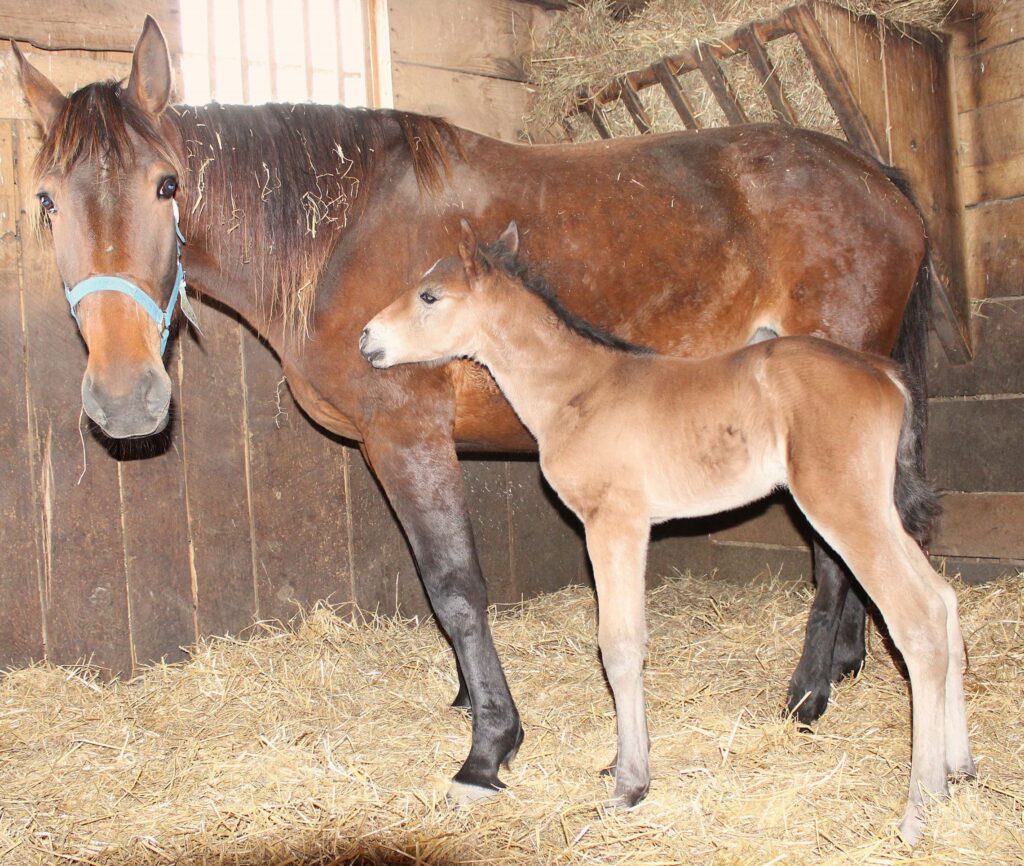 Sig Sauer - Jakarta Hanover - Colt