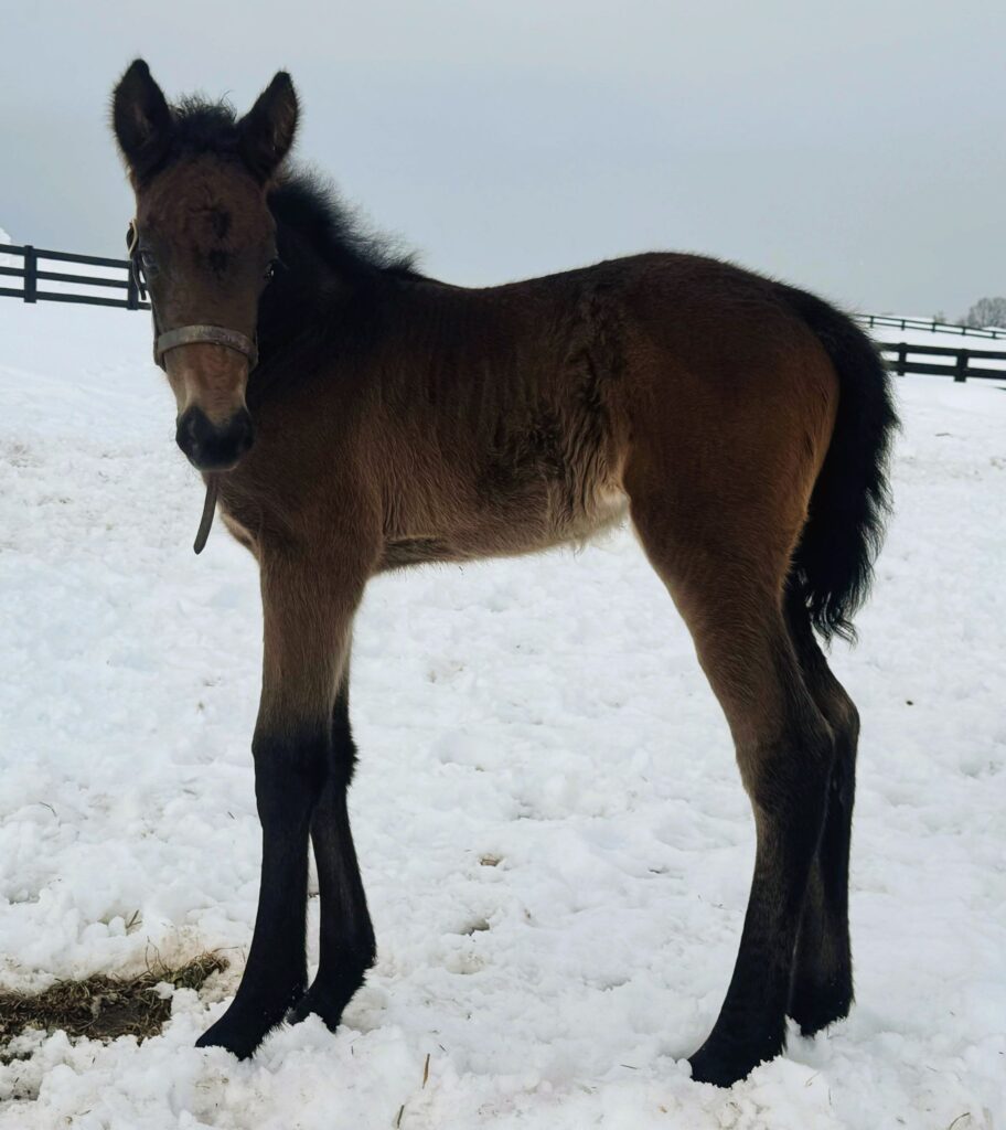 Sig Sauer - Jewels In Hock - Filly