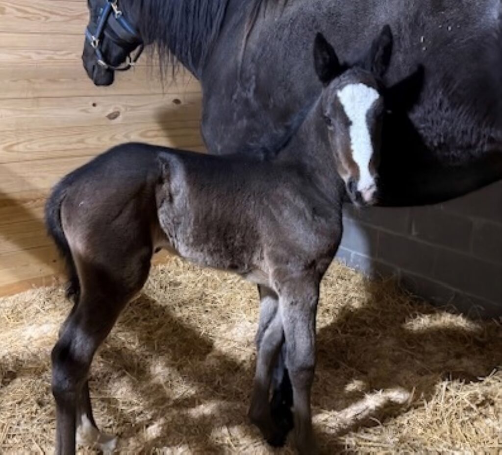 Sig Sauer-Mississippi Moment-Colt3