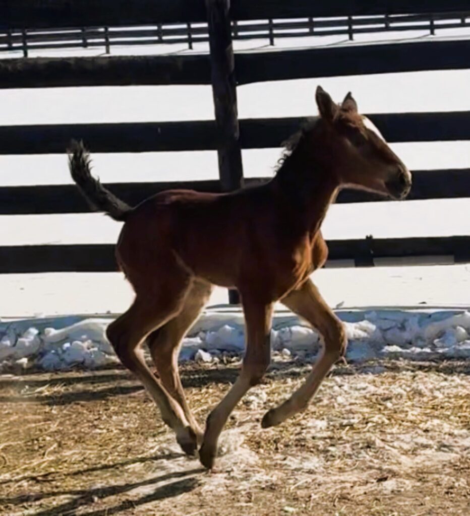 Sig Sauer - Mrs Muscle Hanover - Filly