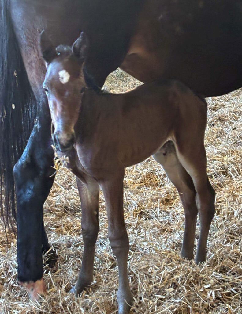 Sig Sauer - Pink Prize - Colt