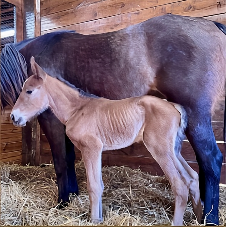 Sig Sauer - Princess Ariel - Colt2