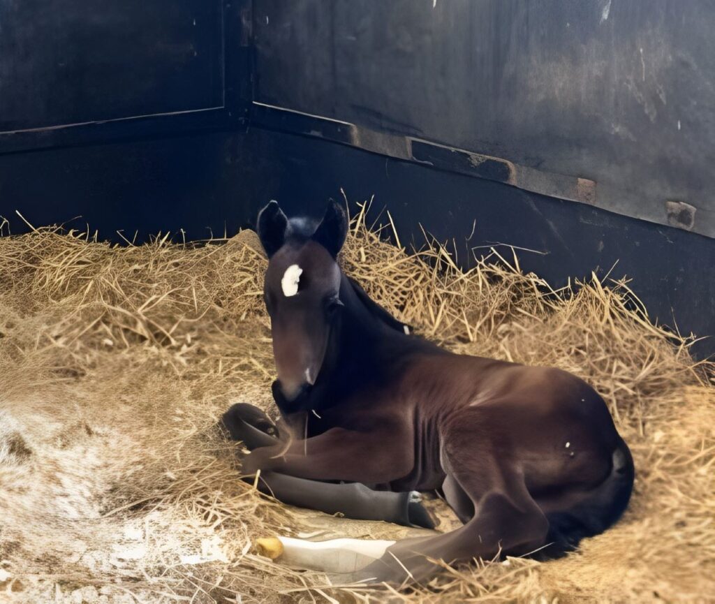 10 Its Acadenmic-CircusGirl-Colt3