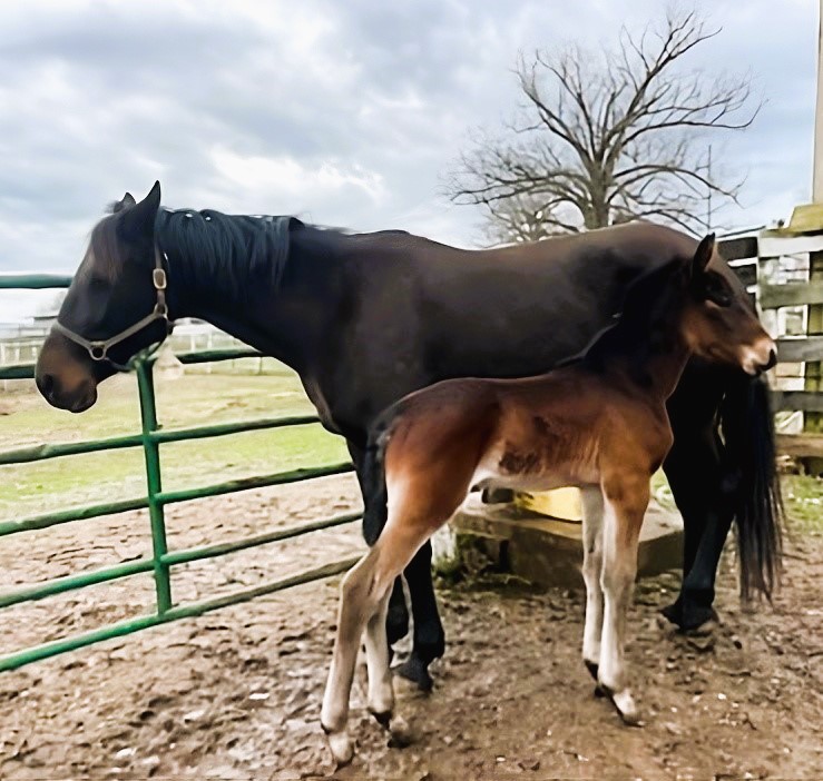 10 Rocky - Rockette - Colt