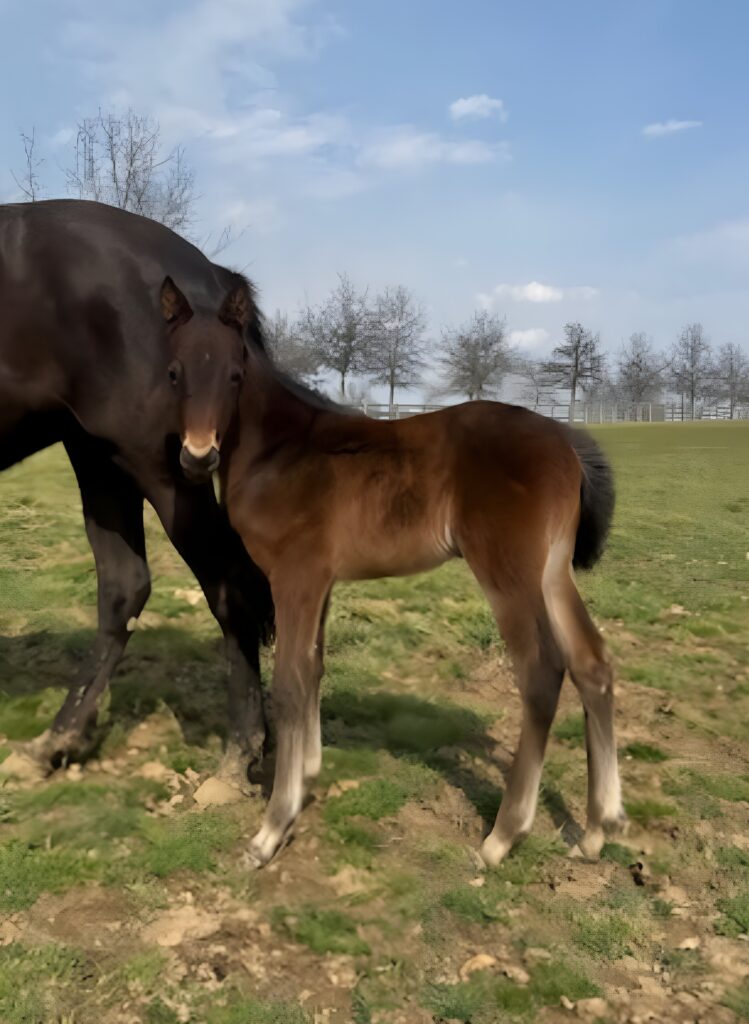 12 Rocky-DancingShadowK-Filly2r