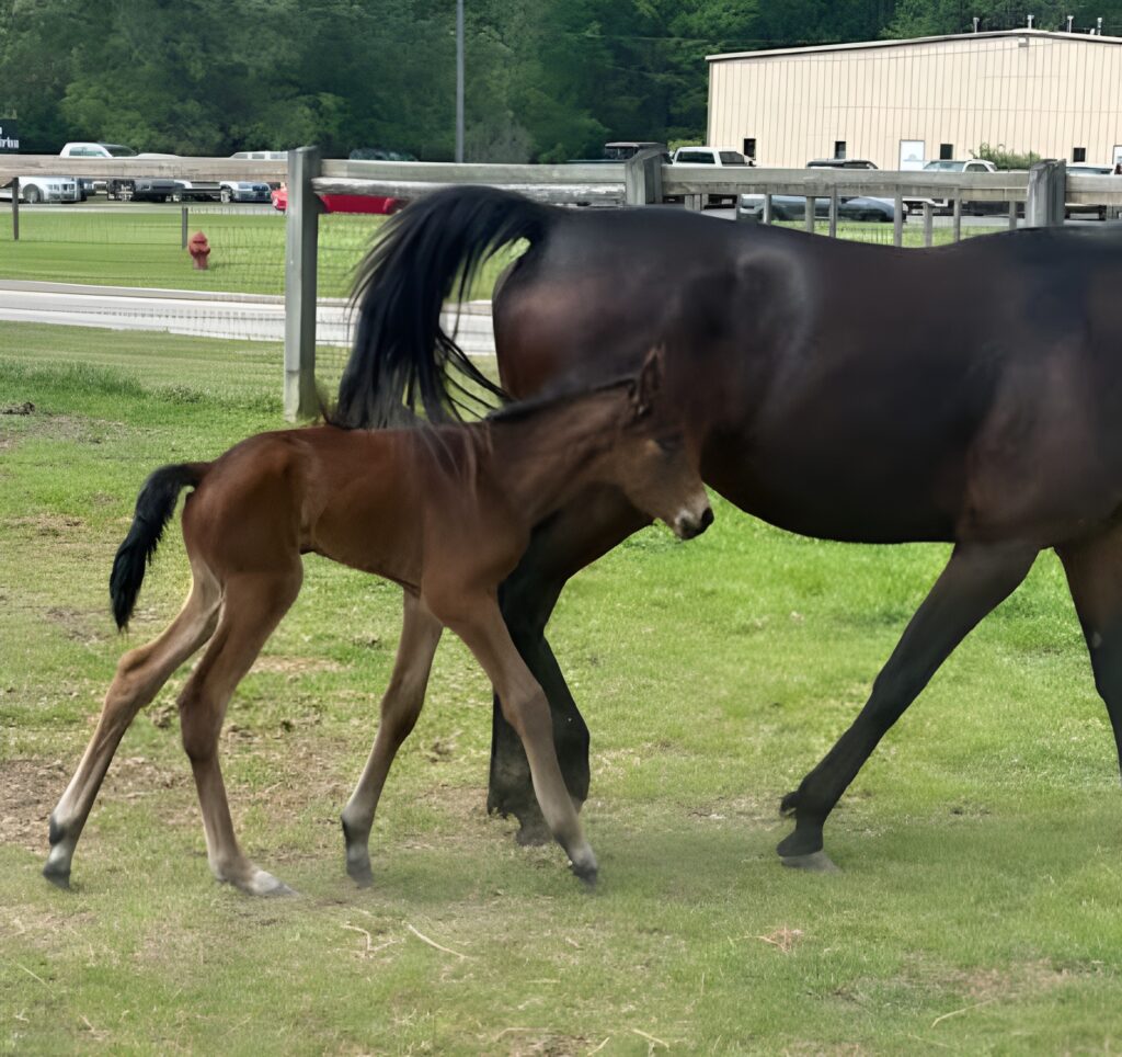 13 Rocky-PhillyWellness-Filly (2)