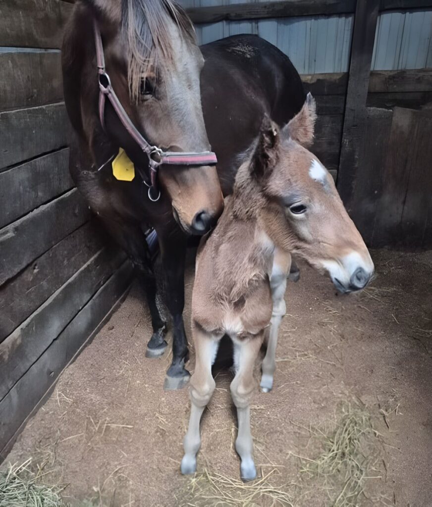 14 Rockyroad Hanover-StartTakinItOff-Colt2