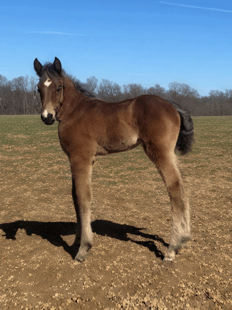 16 Sig Sauer-MidwindSuccess-Colt-NEW