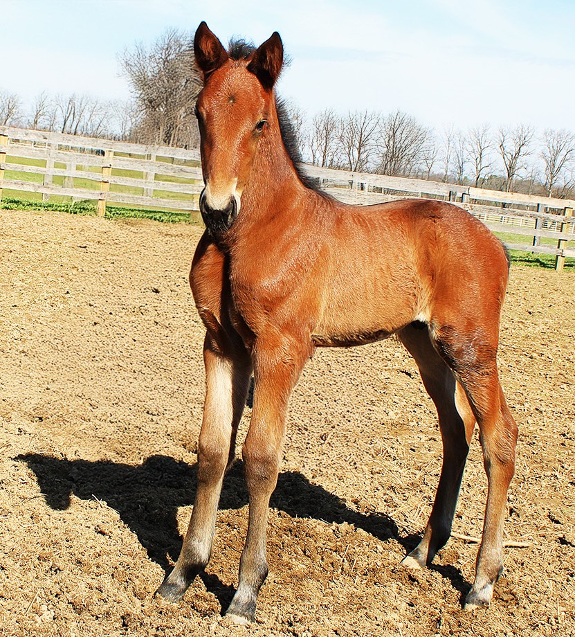 18-A Sig Sauer-Keepsake Hanover-Colt