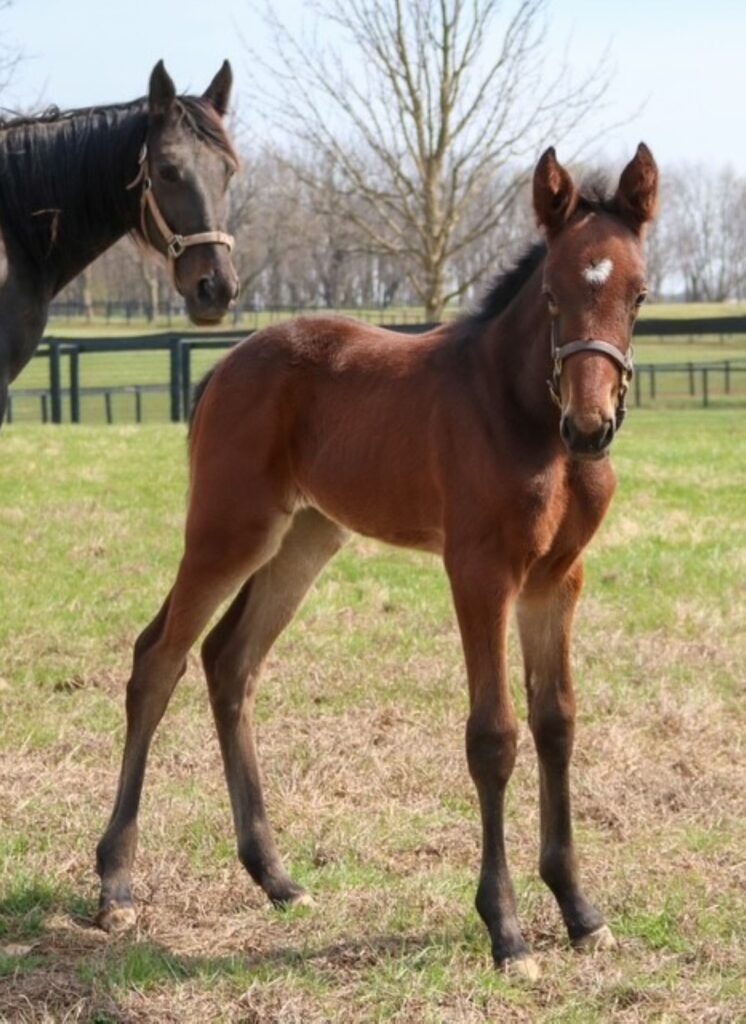 22-A Sig Sauer-Allswell Hanover-FillyNEW