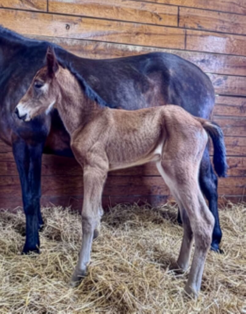 22 Sig Sauer-FoxyFantasy-Filly2